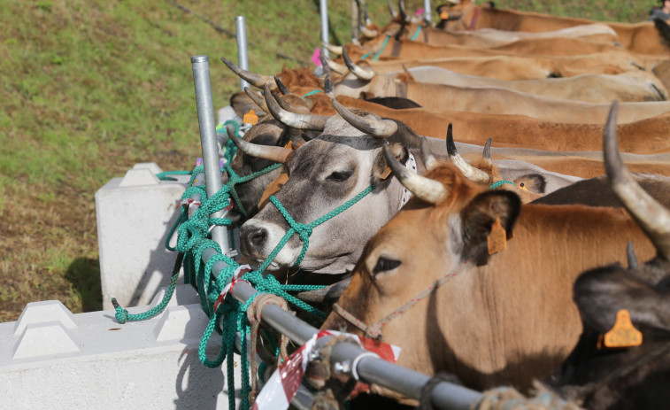 La Universidad de Oxford ofrece 98 vacas a masáis de Kenia por el robo colonial de objetos