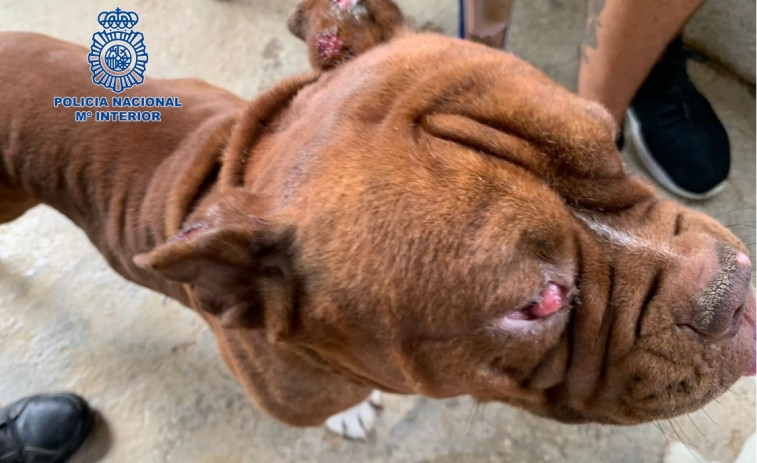 La Policía Nacional libera a 140 perros en pésimas condiciones en dos criaderos ilegales en Mijas