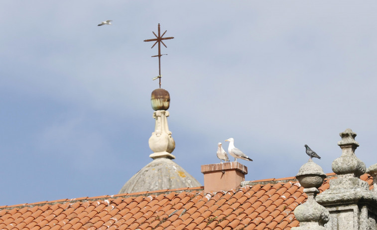 A Coruña pierde el 70% de sus gaviotas en diez años por causas desconocidas