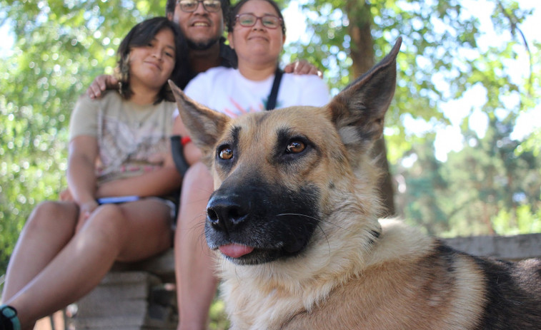 Nawall, el perro rescatado medio degollado, encuentra un nuevo hogar