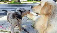 Candamin, adiestramiento canino de primer nivel en A Coruña