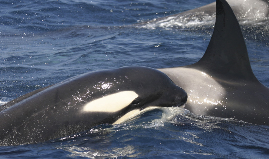 Remolcado un velero tras sufrir daños por interactuar con orcas en Fisterra