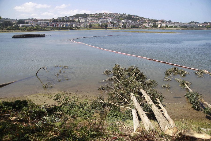 Talan eucaliptos para conectar los paseos de la ría entre Oleiros y Cambre