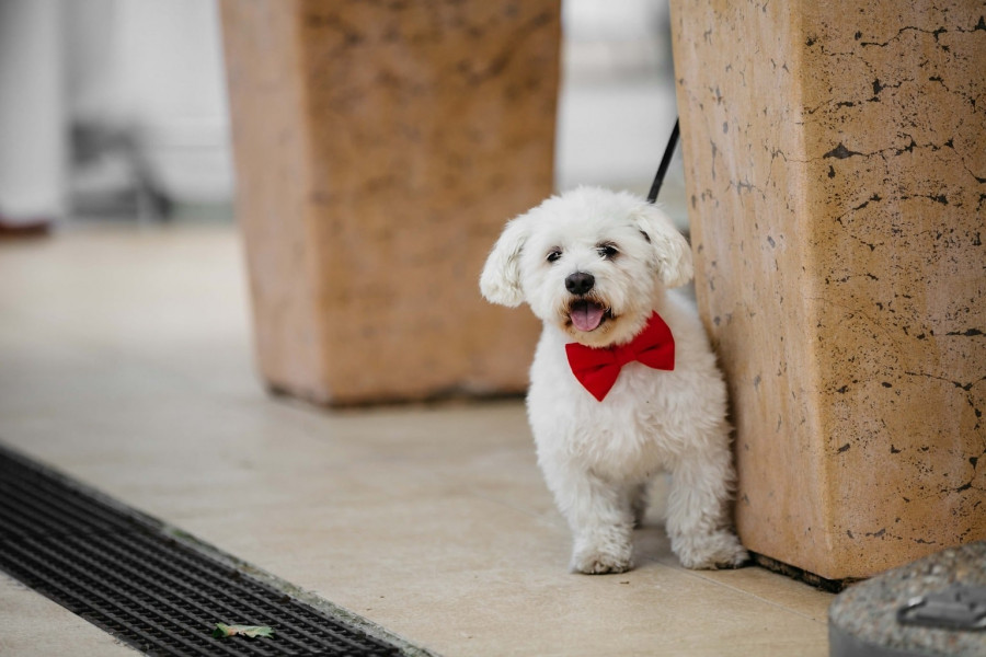 Ir de compras con tu perro, una tendencia al alza en A Coruña