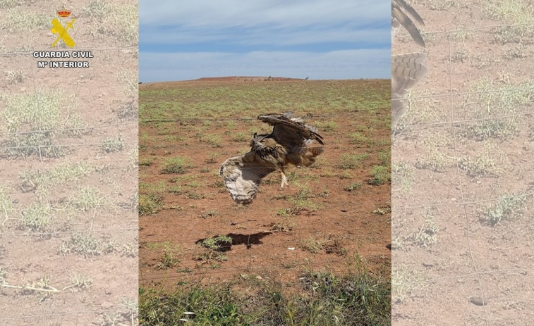 El Seprona rescata a un búho real atrapado en un vallado