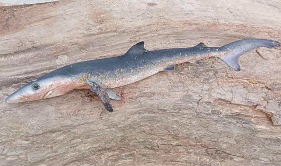 Aparece una cría de tiburón muerta en la playa de Outeiro, en Ferrol
