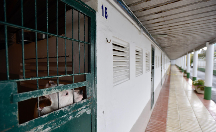 El 092 se incauta de un perro cuyo dueño casi estrangula junto a la estación de tren