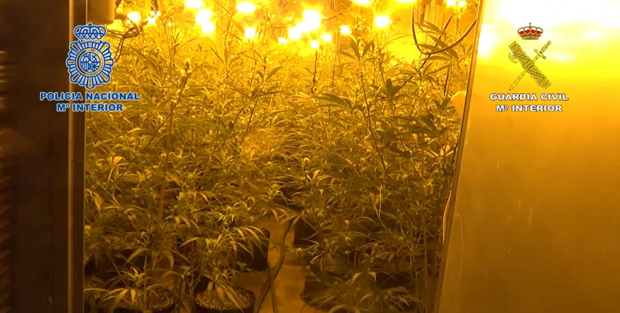 VÍDEO | Descubierta en Cambre una nave con más de 300 plantas de marihuana