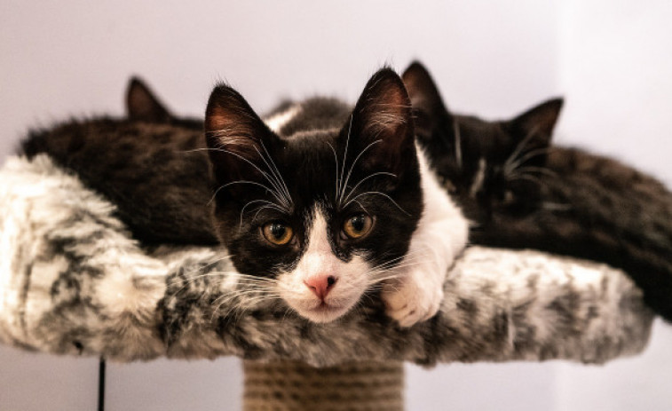 Día Internacional del Gato: ¿Cómo hacerlos felices?