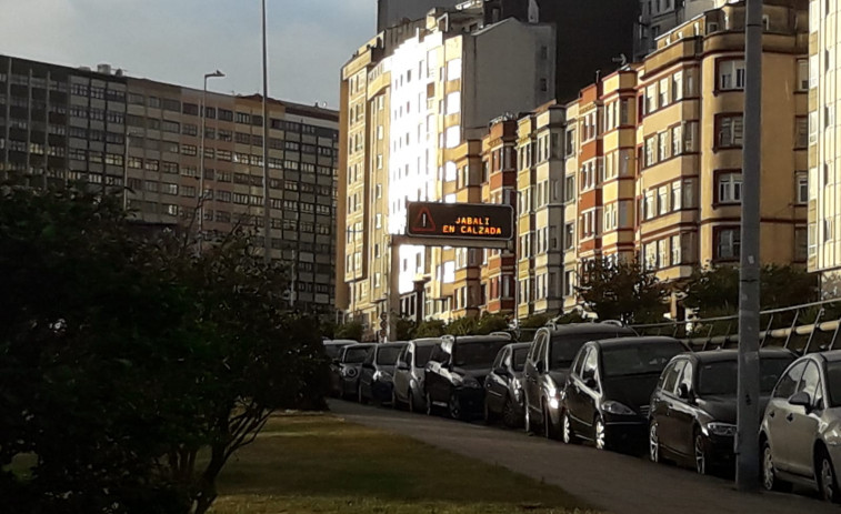 Un jabalí provoca un corte del tráfico a la altura de A Pasaxe, a la salida de A Coruña