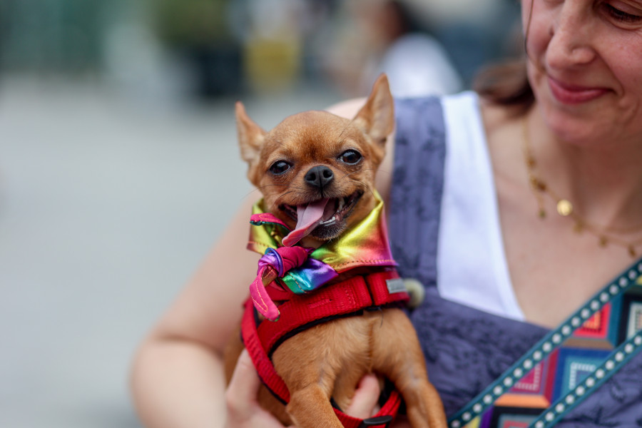 Divorcio con perro: la custodia compartida llega a las mascotas