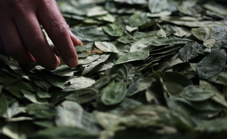 Detenido un profesor  por dar hojas de coca a sus alumnos de 12 años