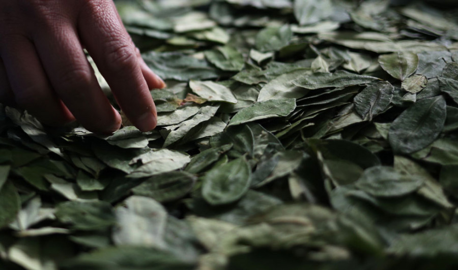 Detenido un profesor  por dar hojas de coca a sus alumnos de 12 años