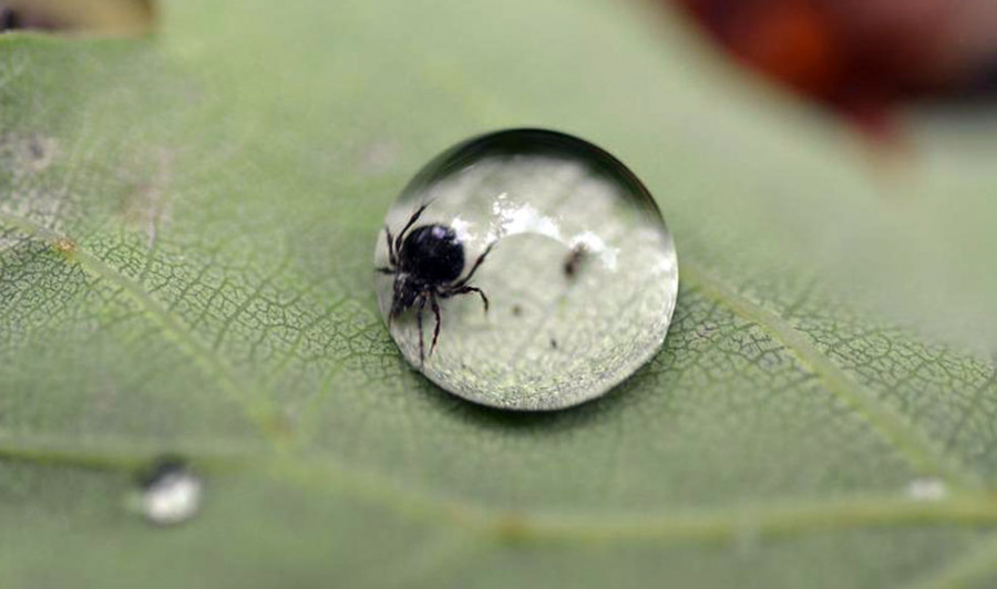 La tercera ola de calor "disparará" la plaga de garrapatas