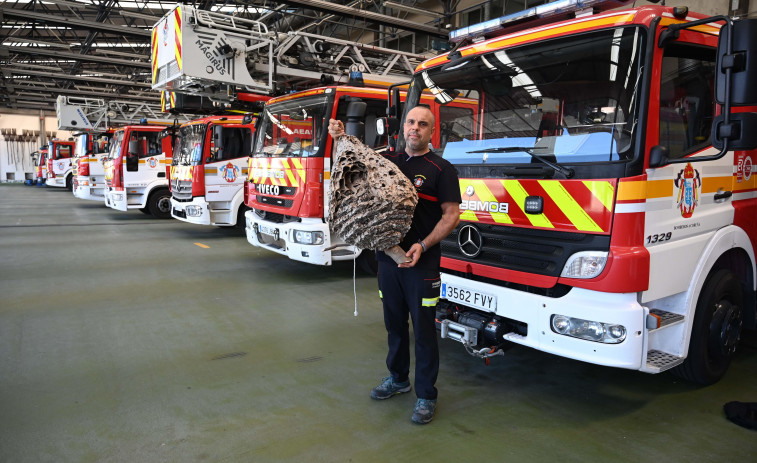 Los avisos por la presencia de nidos de avispas saturan al servicio de Bomberos