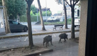 Unos jabalíes madrugadores se pasean por la avenida del Che en Oleiros