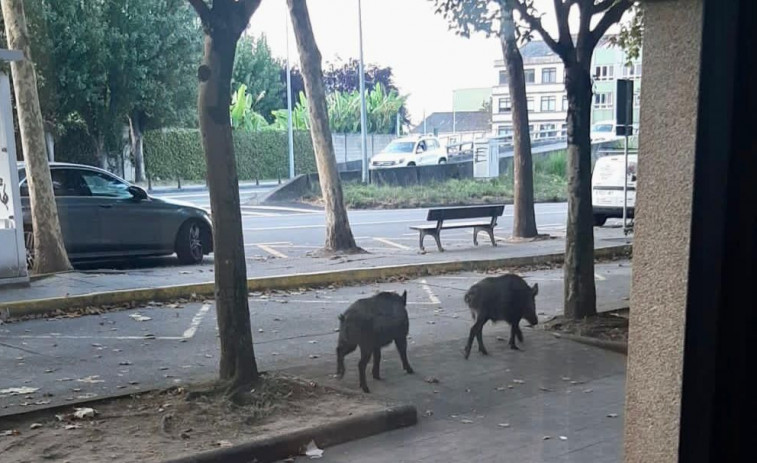 Unos jabalíes madrugadores se pasean por la avenida del Che en Oleiros