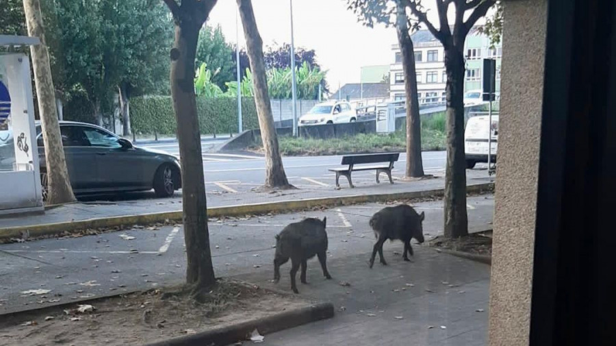 Unos jabalíes madrugadores se pasean por la avenida del Che en Oleiros