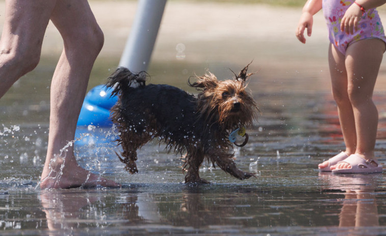Ourense estudia poner en marcha una playa fluvial para perros en el río Miño