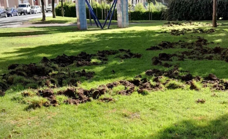 Los destrozos de los jabalíes llevan a Los Rosales a pedir ayuda al Ayuntamiento