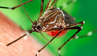 El Sergas asegura que “no hay problema ni temor” tras la aparición del mosquito tigre