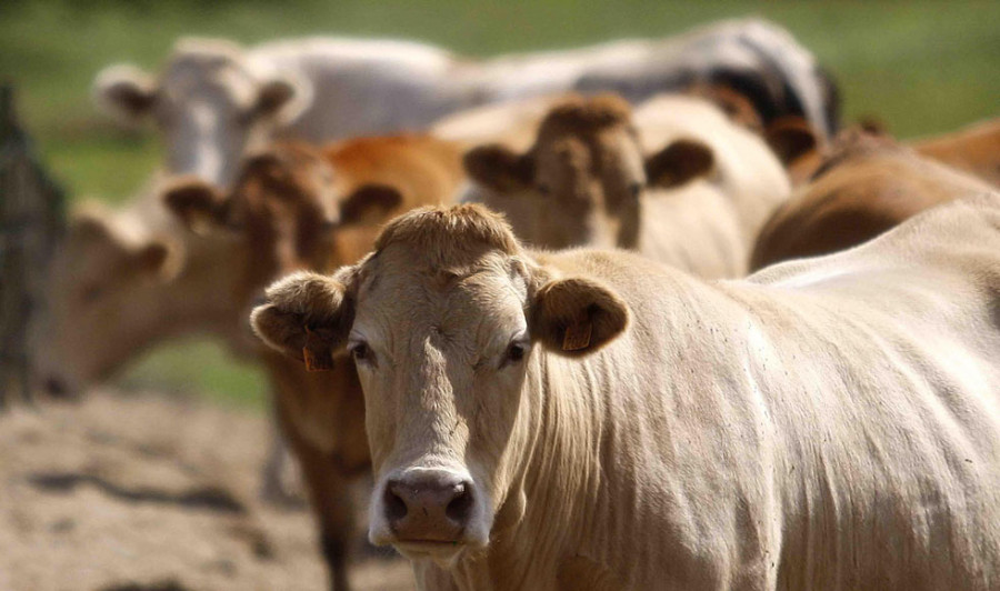 Las vacas ya pueden zafarse de las olas de calor gracias a un collar inteligente