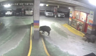 La irrupción de jabalíes en A Coruña no cesará: 