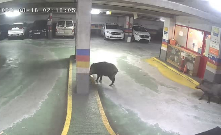 Dos jabalíes de gran tamaño se pasean por el parking de Os Mallos