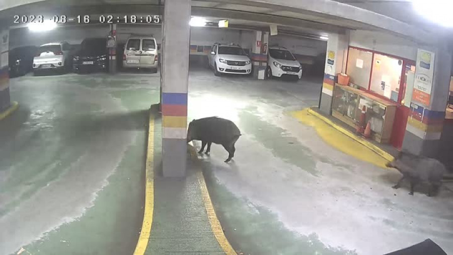 Dos jabalíes de gran tamaño se pasean por el parking de Os Mallos