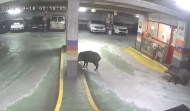 Dos jabalíes de gran tamaño se pasean por el parking de Os Mallos