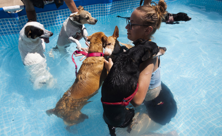 Casi 300.000 animales de compañía abandonados en 2022: causas y soluciones