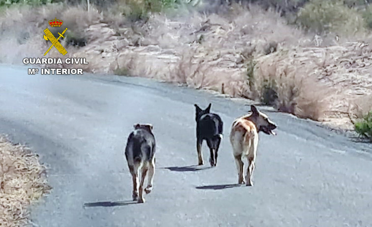 Investigados en Murcia por abandonar varios perros que mataron a una veintena de ovejas