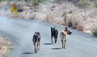 Investigados en Murcia por abandonar varios perros que mataron a una veintena de ovejas