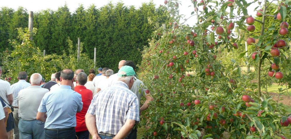 Abegondo imparte un taller de injertos de árboles frutales