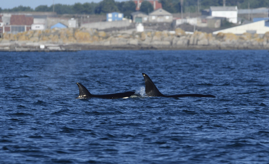 La Xunta vincula la presencia de orcas en Galicia con la búsqueda de alimento