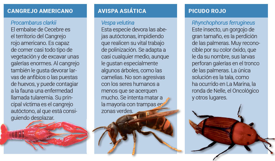 Especies invasoras