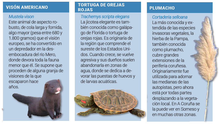 Especies invasoras3