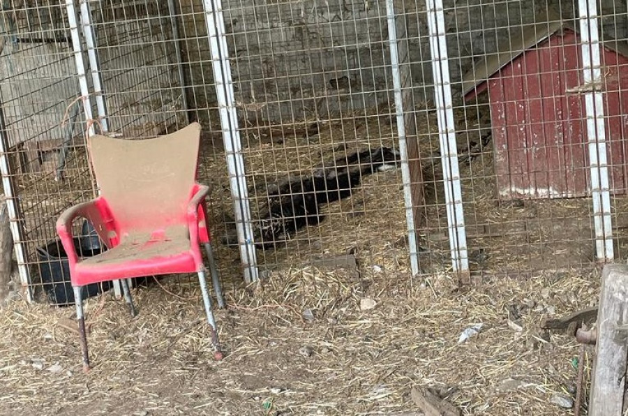 El Seprona halla perros y gatos muertos en la vivienda de Cesuras denunciada