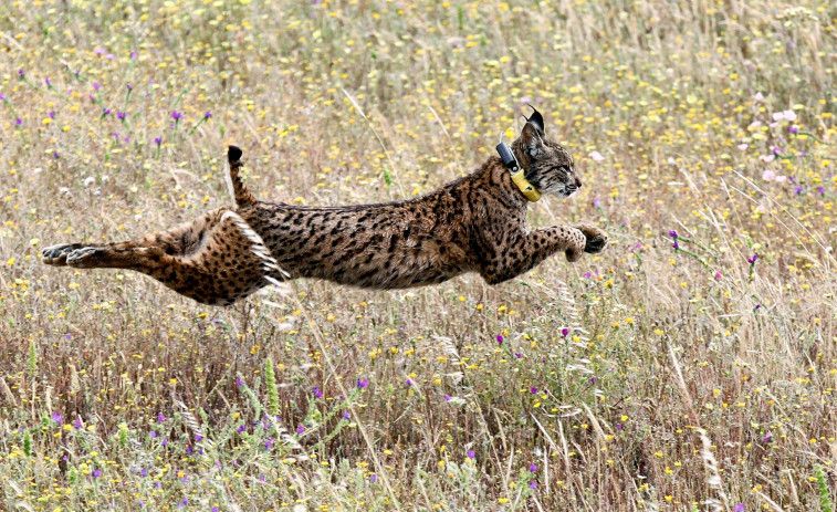 Cada semana muere al menos un lince ibérico a manos de furtivos
