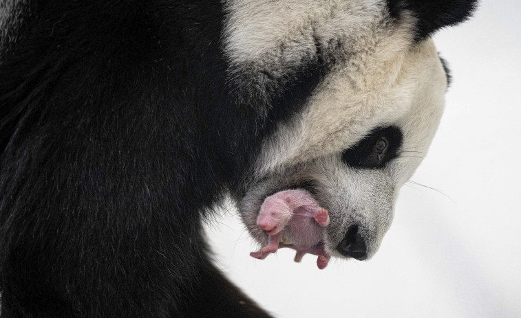 Nace por primera vez un cachorro de oso panda en el Zoológico de Moscú