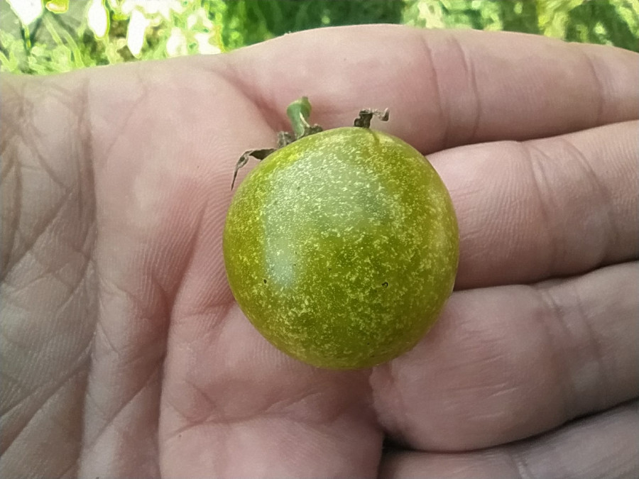 ¿Por qué el tomate cherry A Marola de Dexo es el mejor de España?