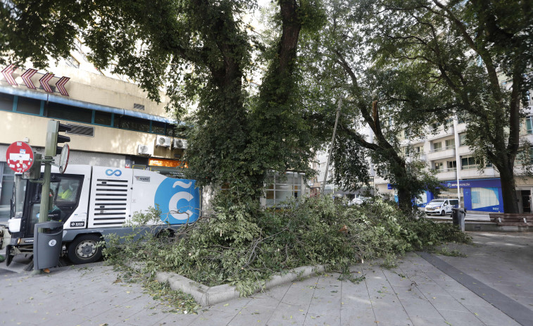 Cae una rama de varios metros en la calle de Concepción Arenal