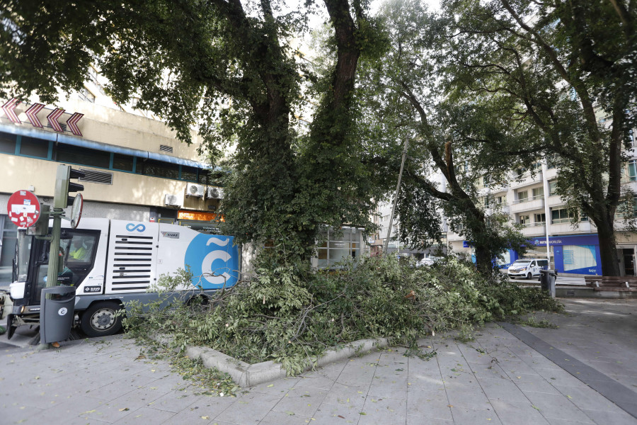 Cae una rama de varios metros en la calle de Concepción Arenal