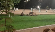 Los jabalíes hozan en el parque de Oza