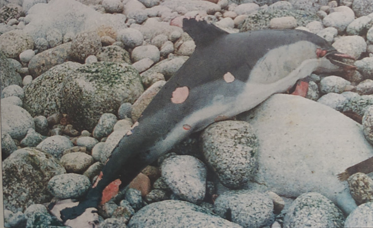 Hace 25 años: Delfín muerto, basura de Bens en Francia y telefarmacia coruñesa