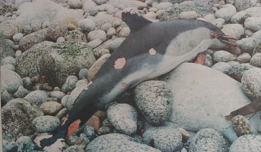 Hace 25 años: Delfín muerto, basura de Bens en Francia y telefarmacia coruñesa
