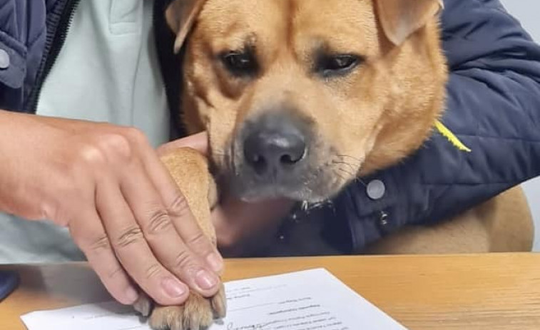 Boris Baguim, un perro en plantilla para dar 