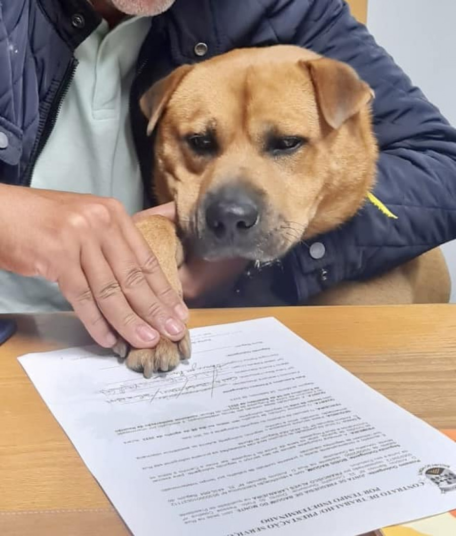 Boris Baguim, un perro en plantilla para dar "amor y cariño" a los empleados