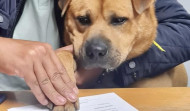 Boris Baguim, un perro en plantilla para dar 