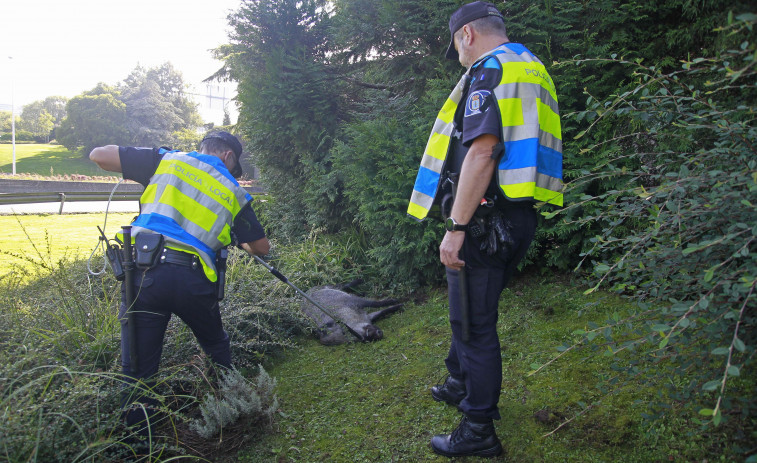 Atropellado un jabalí en Alfonso Molina, a la entrada de A Coruña